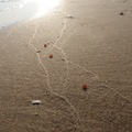 bursztynki na brzegu morza